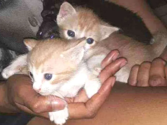 Gato ra a Não sei dizer  idade Abaixo de 2 meses nome Mocinhas