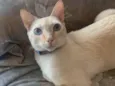 MARSHMALLOW
