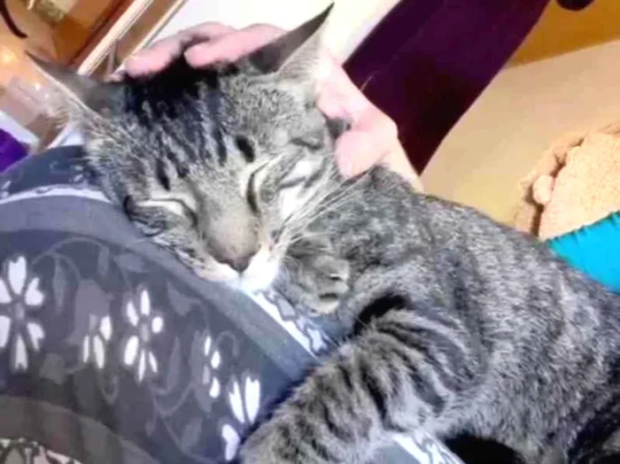 Gato ra a SRD idade 7 a 11 meses nome PUPI