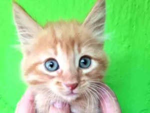 Gato raça SRD idade Abaixo de 2 meses nome Asaf