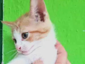 Gato raça SRD idade Abaixo de 2 meses nome YLO