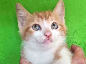 Gato raça SRD idade Abaixo de 2 meses nome Malik