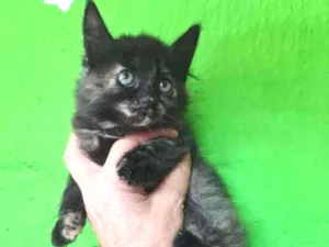 Gato raça SRD idade Abaixo de 2 meses nome CHARLOTTE