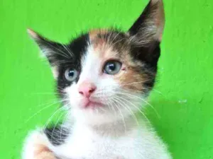 Gato raça SRD idade Abaixo de 2 meses nome PANDORA