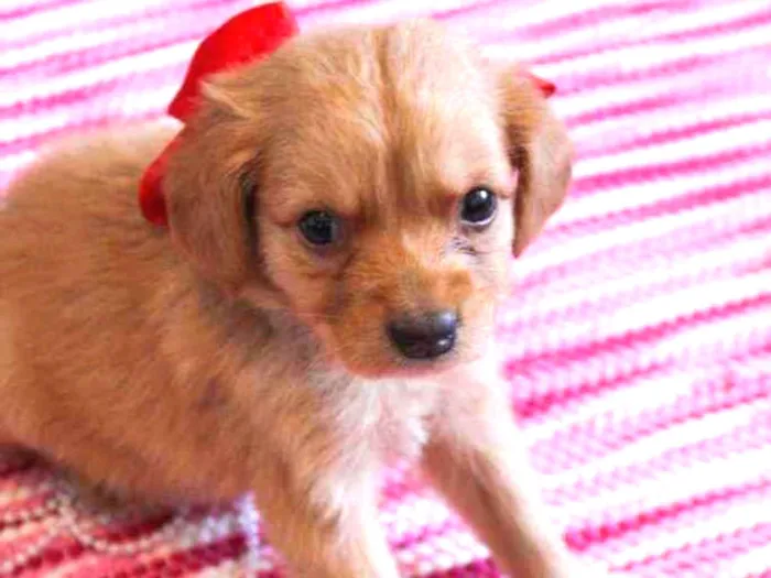 Cachorro ra a SRD idade 2 a 6 meses nome Ariel