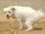 Cachorro raça Lhasa  idade 6 ou mais anos nome Nina