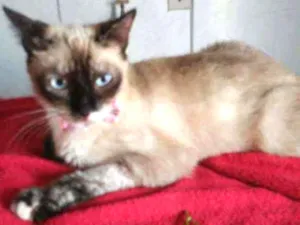 Gato raça Siamesa idade 2 anos nome Liz