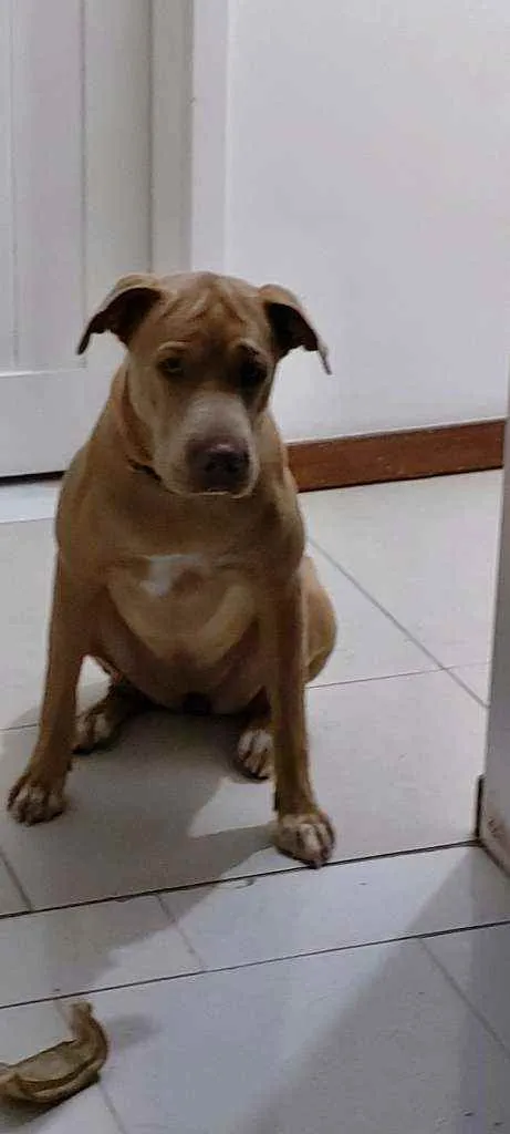 Cachorro raça Vira Lata idade 1 ano nome Léia 