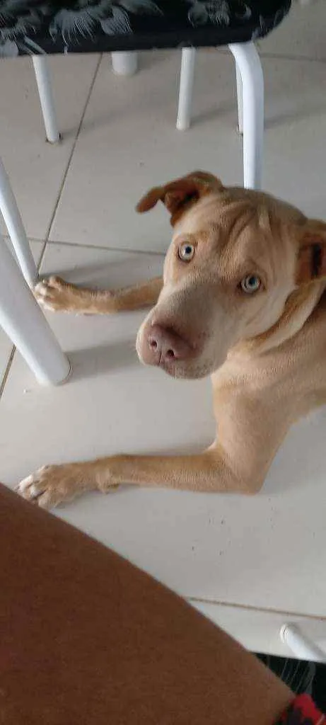 Cachorro raça Vira Lata idade 1 ano nome Léia 