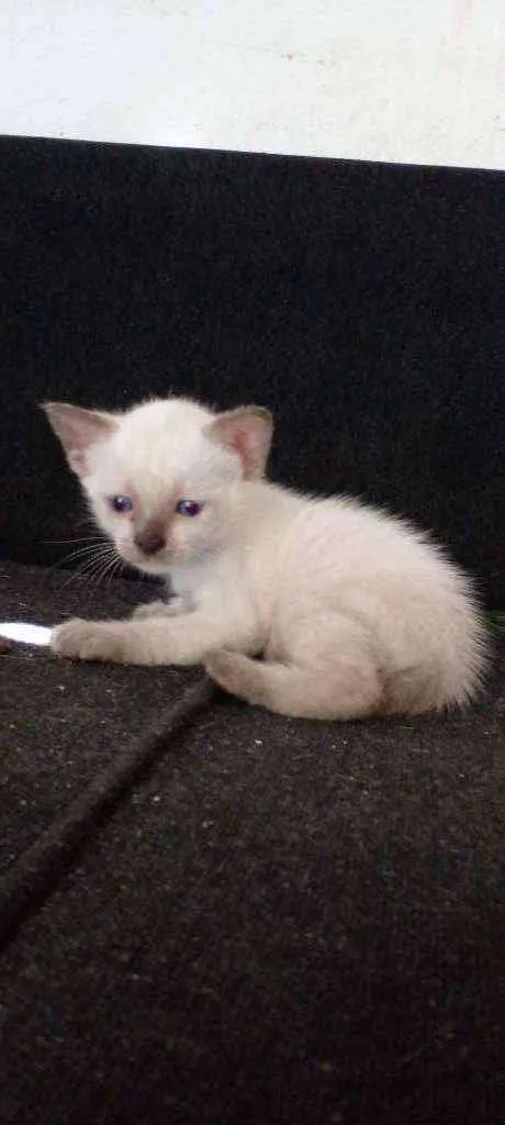 Gato ra a Siamês idade Abaixo de 2 meses nome Sem nome 