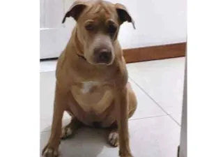 Cachorro raça Vira Lata idade 1 ano nome Léia 