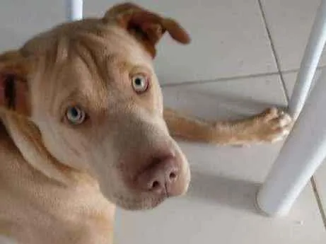 Cachorro raça Vira Lata idade 1 ano nome Léia 