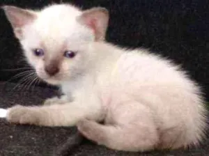 Gato raça Siamês idade Abaixo de 2 meses nome Sem nome 