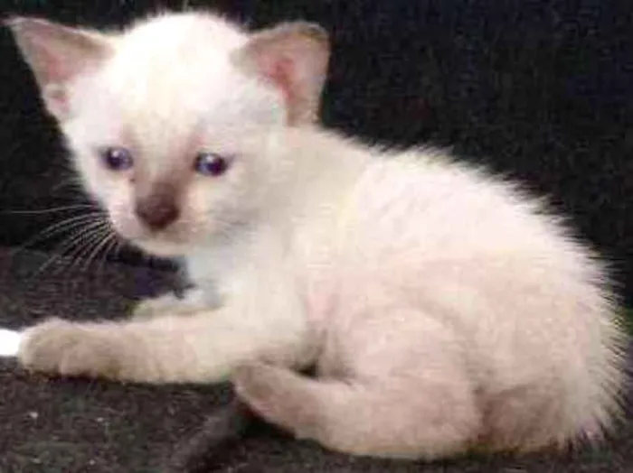 Gato ra a Siamês idade Abaixo de 2 meses nome Sem nome 