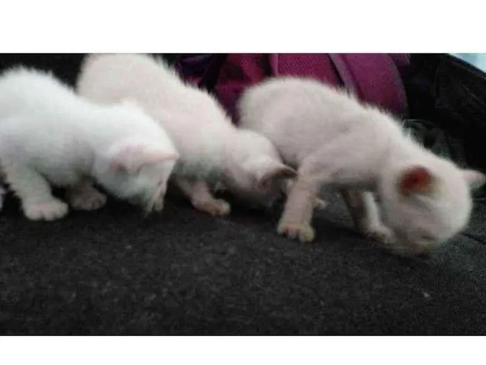 Gato ra a Siamês idade Abaixo de 2 meses nome Sem nome 