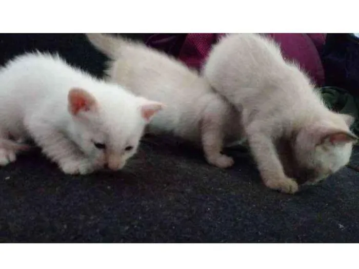 Gato ra a Siamês idade Abaixo de 2 meses nome Sem nome 