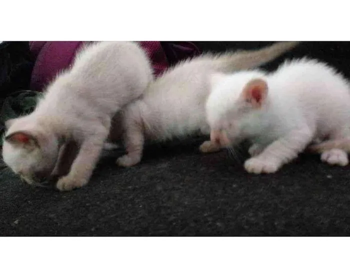 Gato ra a Siamês idade Abaixo de 2 meses nome Sem nome 