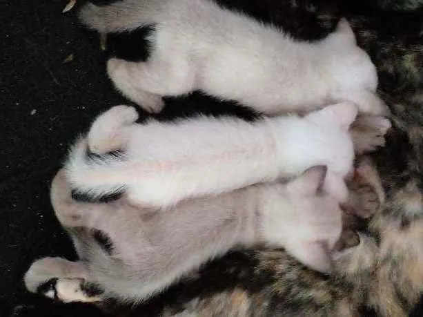 Gato ra a Siamês idade Abaixo de 2 meses nome Sem nome 