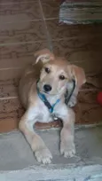 Luca