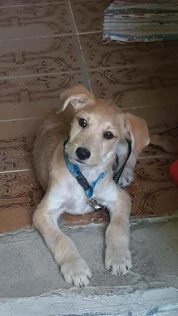 Cachorro ra a Vira lata idade 2 a 6 meses nome Luca