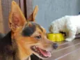 Toby