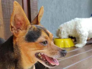 Cachorro raça Pinscher idade 5 anos nome Toby