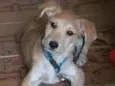 Luca