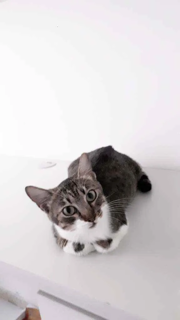 Gato raça Sem raça definida  idade 1 ano nome Cristal