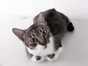 Gato raça Sem raça definida  idade 1 ano nome Cristal
