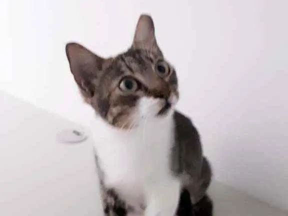 Gato raça Sem raça definida  idade 1 ano nome Cristal