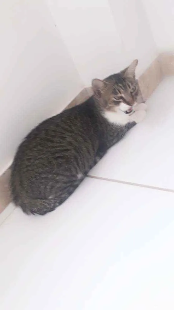 Gato raça Sem raça definida  idade 1 ano nome Cristal