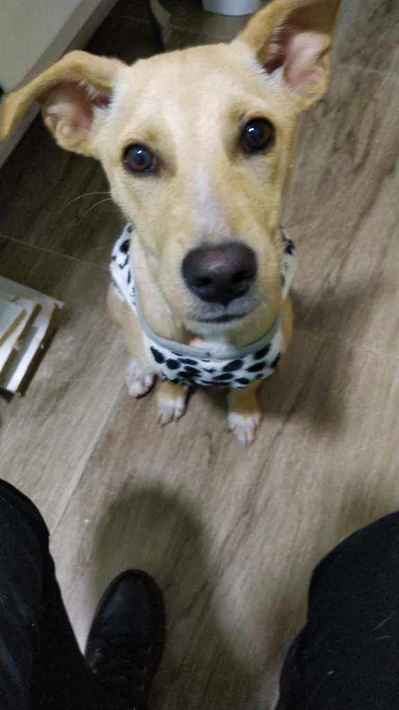 Cachorro raça Vira lata idade 7 a 11 meses nome Izzy