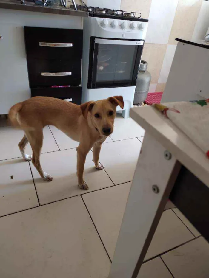 Cachorro raça Vira lata idade 7 a 11 meses nome Izzy
