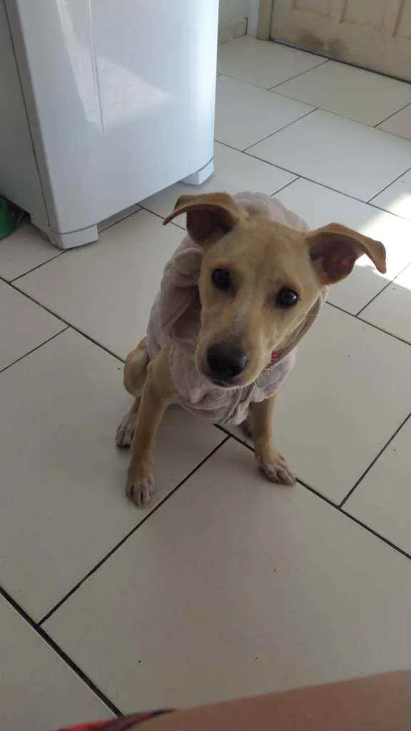 Cachorro raça Vira lata idade 7 a 11 meses nome Izzy