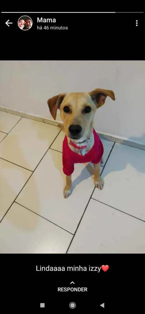 Cachorro raça Vira lata idade 7 a 11 meses nome Izzy