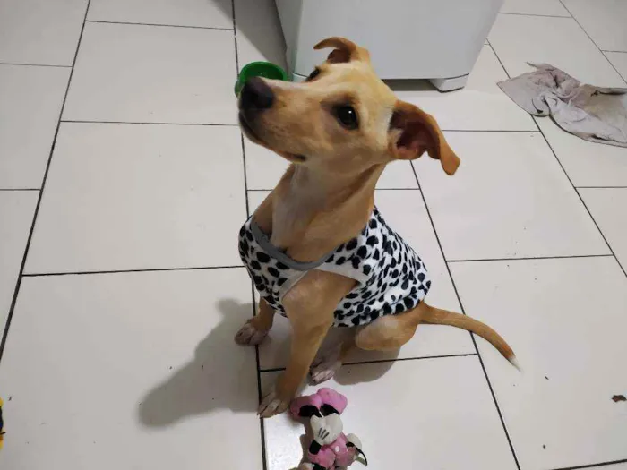 Cachorro raça Vira lata idade 7 a 11 meses nome Izzy