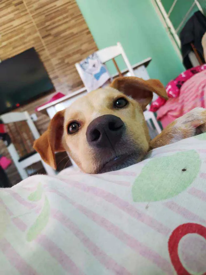 Cachorro raça Vira lata idade 7 a 11 meses nome Izzy