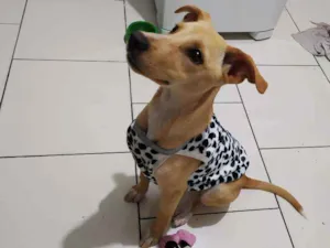 Cachorro raça Vira lata idade 7 a 11 meses nome Izzy
