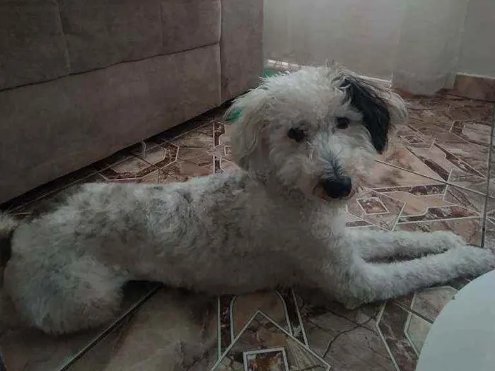 Cachorro ra a Poodle idade 7 a 11 meses nome Luna