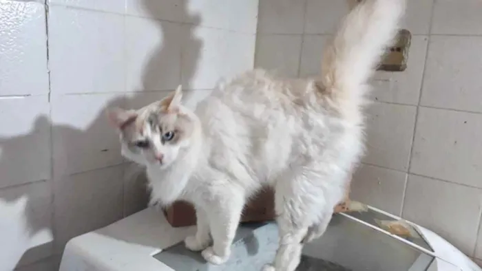 Gato raça Srd idade 7 a 11 meses nome Belinha bb Linda 