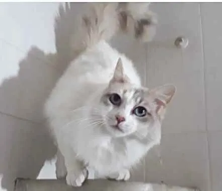 Gato raça Srd idade 7 a 11 meses nome Belinha bb Linda 