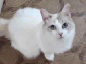 Gato raça Srd idade 7 a 11 meses nome Belinha bb Linda 