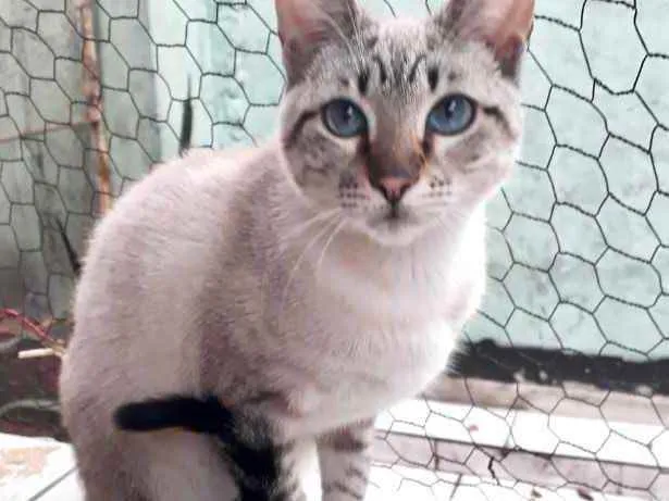 Gato raça Srd idade 2 a 6 meses nome Biscoito bb lindo 