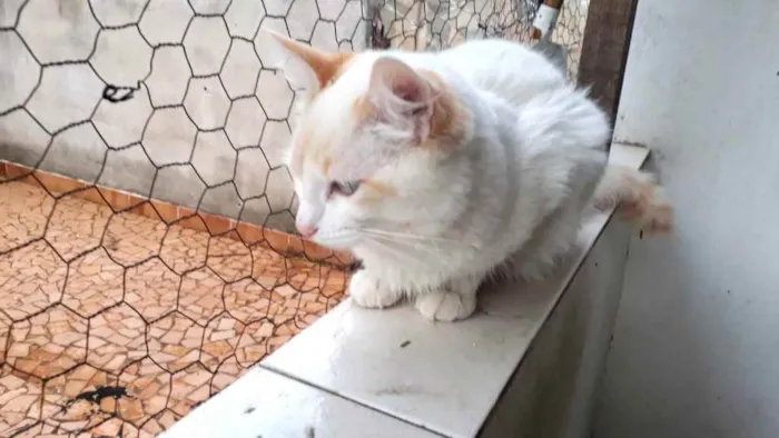 Gato raça Srd idade 2 a 6 meses nome Canjica bb lindo 