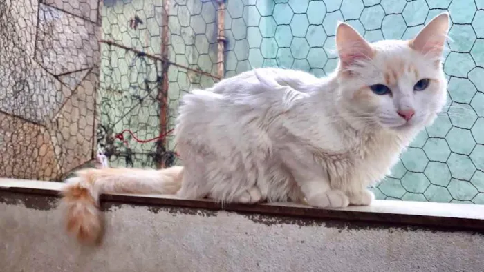 Gato raça Srd idade 2 a 6 meses nome Canjica bb lindo 