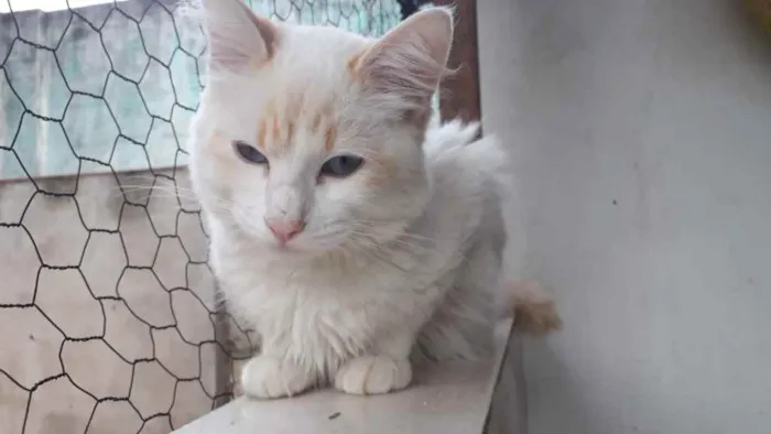 Gato raça Srd idade 2 a 6 meses nome Canjica bb lindo 