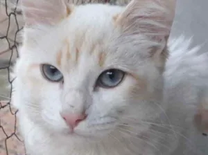 Gato raça Srd idade 2 a 6 meses nome Canjica bb lindo 