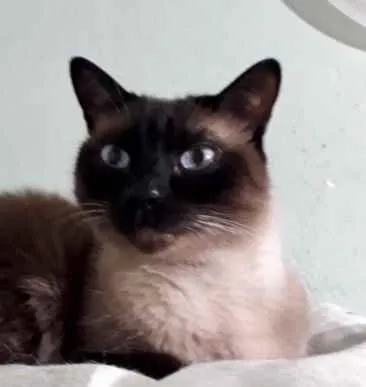 Gato raça Siamês  idade 1 ano nome Nick siamês lindo 