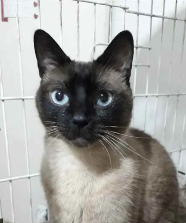 Gato raça Siamês  idade 1 ano nome Nick siamês lindo 