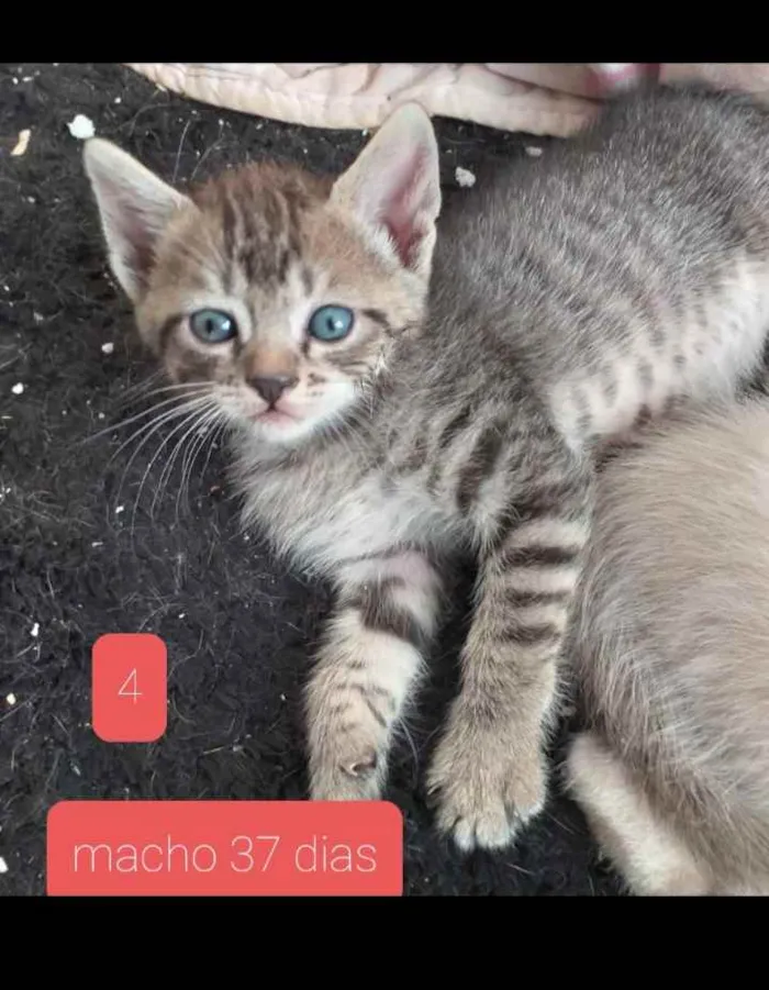 Gato ra a SRD idade Abaixo de 2 meses nome Sem Nome